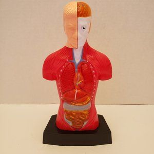 Medical Training Aid Torso Decor